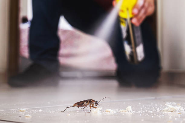 Flea Control Services in Churchill, PA